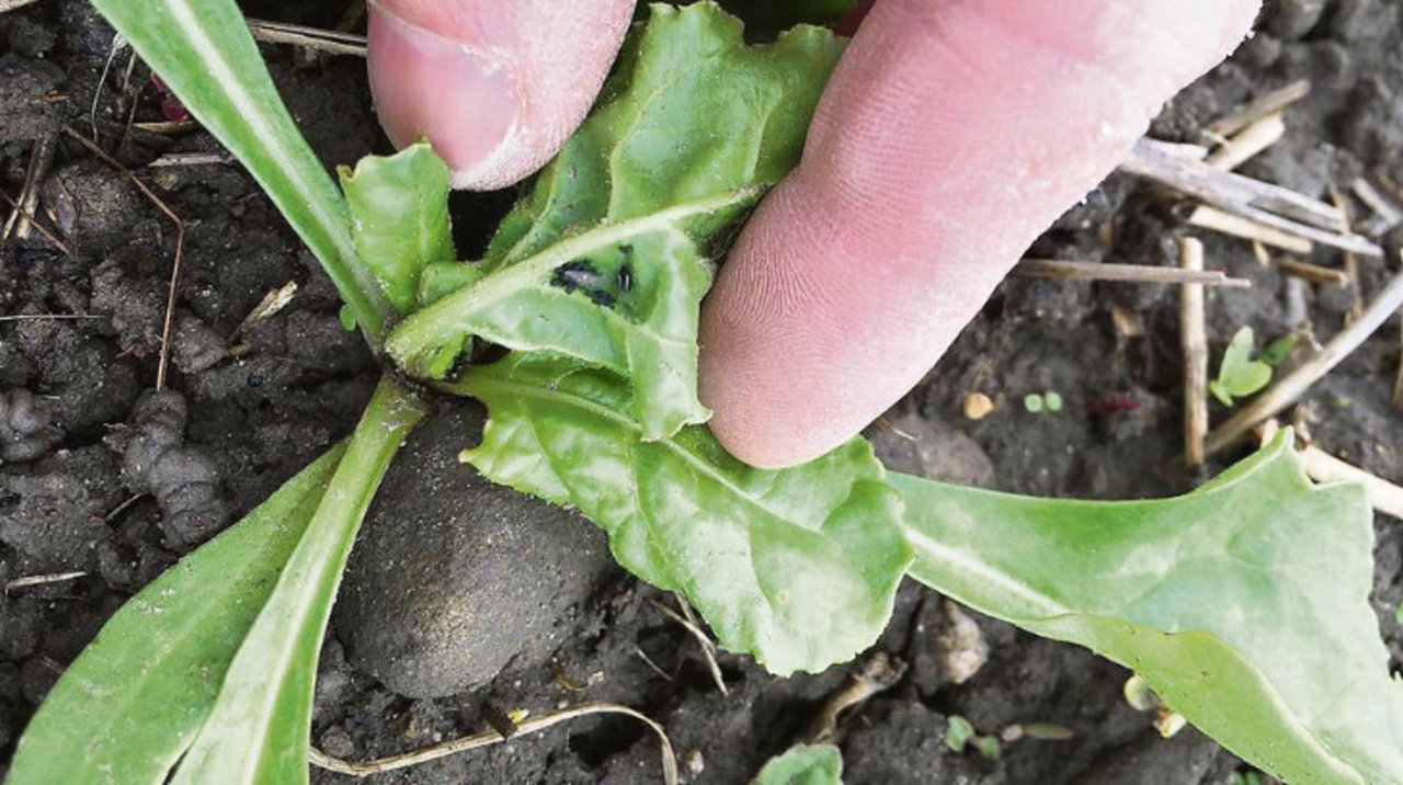 Auf vielen Zuckerrübenfeldern werden Schwarze Bohnenblattläuse beobachtet. Sie übertragen nicht das Viröse Vergilbungsvirus, sollten dennoch bekämpft werden. (Bild Andi Distel, Liebegg)