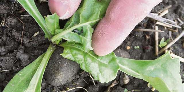 Auf vielen Zuckerrübenfeldern werden Schwarze Bohnenblattläuse beobachtet. Sie übertragen nicht das Viröse Vergilbungsvirus, sollten dennoch bekämpft werden. (Bild Andi Distel, Liebegg)