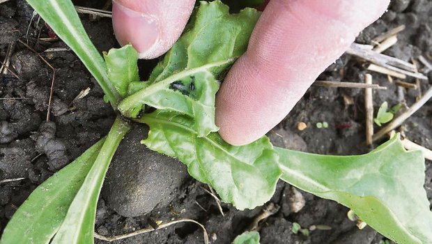 Ackerbau: Der Befallsdruck ist stark angestiegen Auf vielen Zuckerrübenfeldern werden Schwarze Bohnenblattläuse beobachtet. Sie übertragen nicht das Viröse Vergilbungsvirus, sollten dennoch bekämpft werden. (Bild Andi Distel, Liebegg)