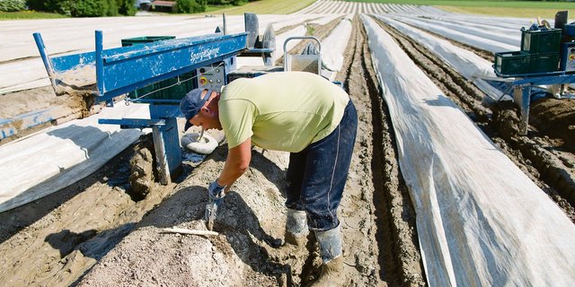 Die Arbeit in den Spezialkulturen, etwa den Spargeln, wo die Ernte bald losgeht, ist kein Zuckerschlecken.  (Bild Keystone)