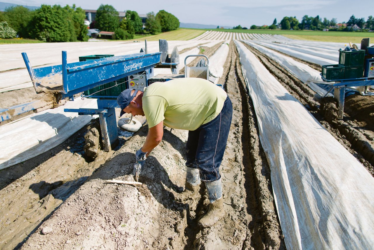 Die Arbeit in den Spezialkulturen, etwa den Spargeln, wo die Ernte bald losgeht, ist kein Zuckerschlecken. (Bild Keystone)