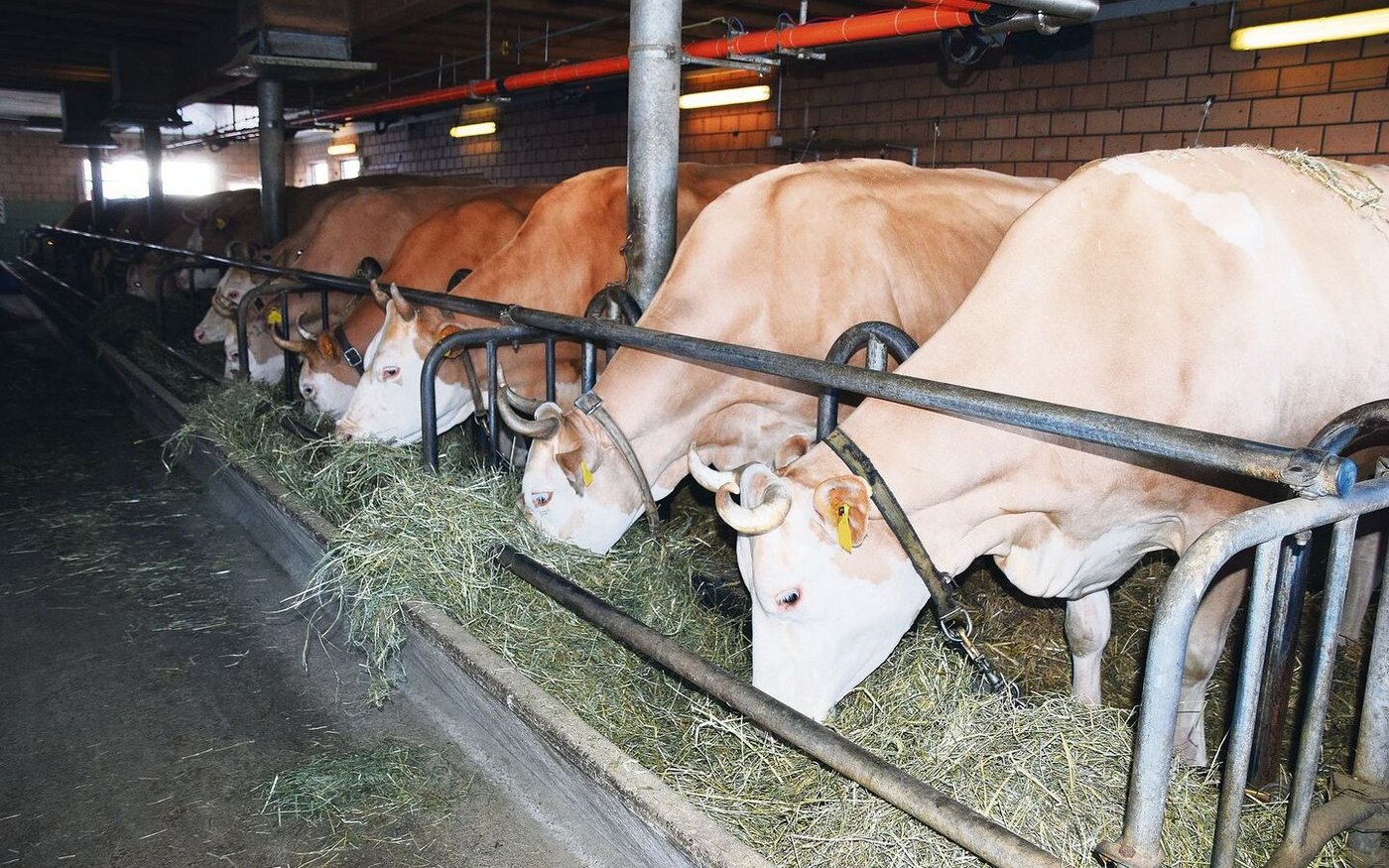 Die Simmentaler-Reinzucht hat bei der Familie Tradition. «Die Rasse passt perfekt zu uns und zu unserem Betrieb», meint Marcel Hirschi. 
