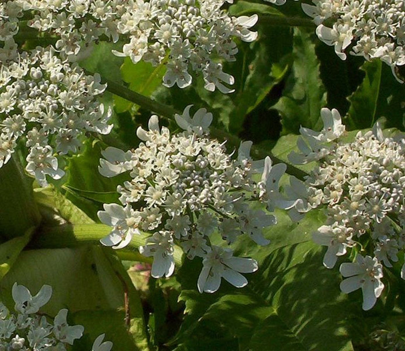 Die Dolden des Riesen-Bärenklaus laden zum Pflücken ein (Bild Appaloosa)