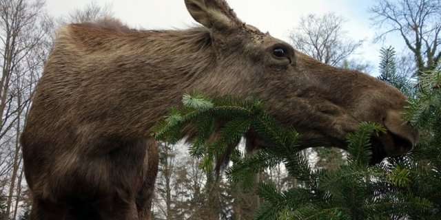 Die Zürcher Elche bekommen nur ungebrauchte Tännchen vorgesetzt – Reste von Lametta oder Wachs sind für sie gefährlich. (Bild zVg)