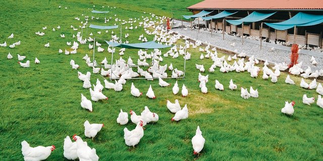 Eine Herde von Zweinutzungshühnern. Sie legen nur 250 statt 310 Eier im Jahr, dafür sind die Hähne nutzbar für Charcuterie. (Bild pd)