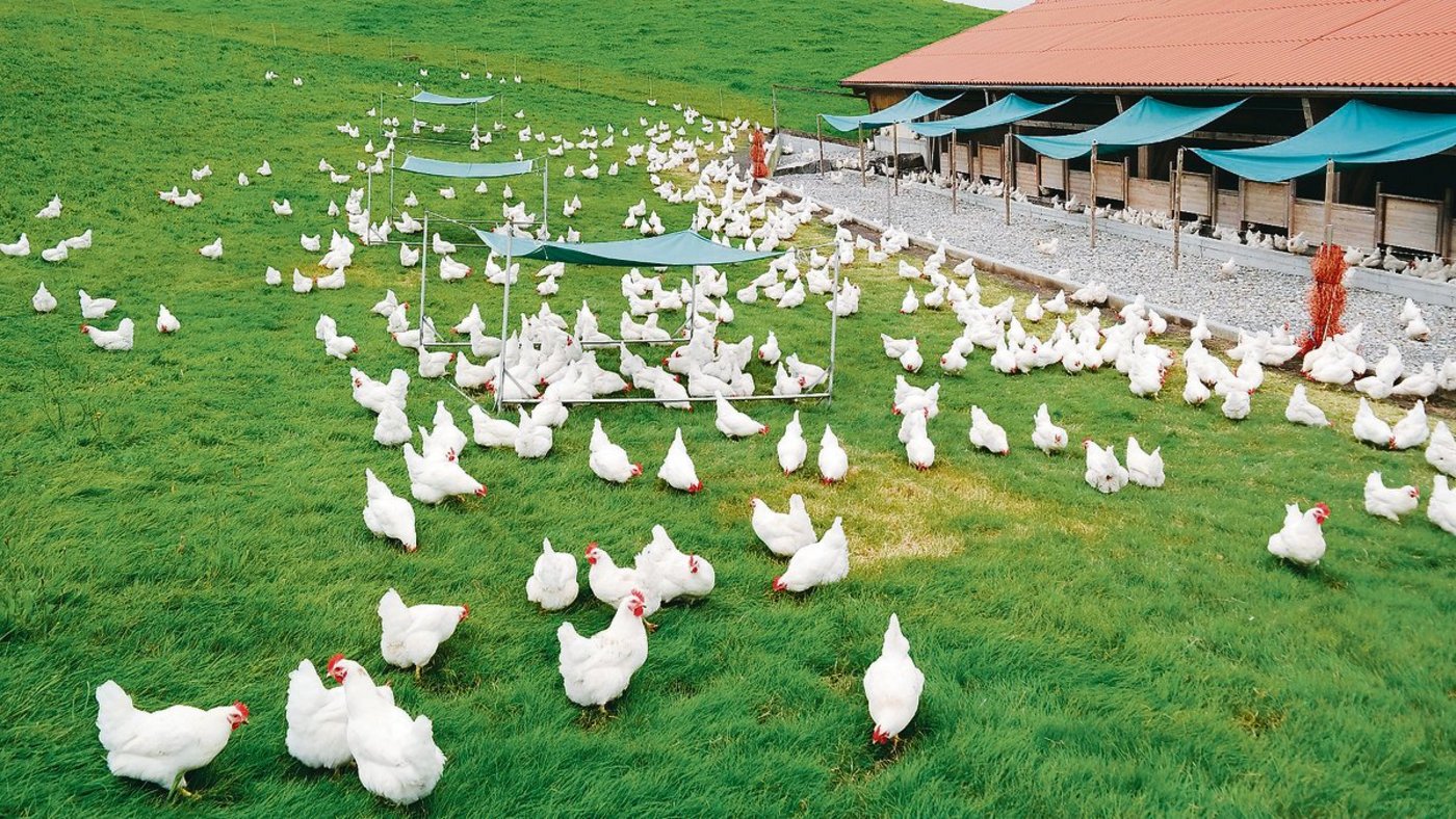 Eine Herde von Zweinutzungshühnern. Sie legen nur 250 statt 310 Eier im Jahr, dafür sind die Hähne nutzbar für Charcuterie. (Bild pd)