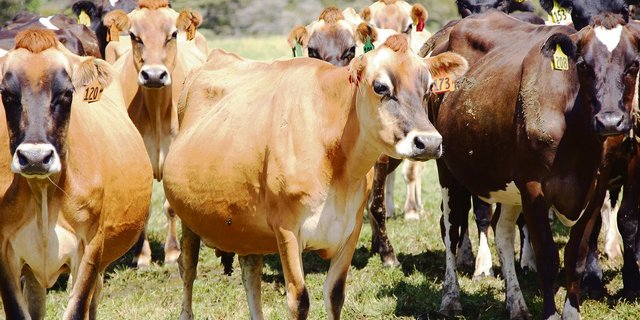 Seit gut 150 Jahren zieht es Schweizer Bäuerinnen und Bauern in die neuseeländische Landwirtschaft. Die ersten Neuseeland-Auswanderer waren mehrheitlich Tessiner und einige Bündner.(Bild Matthias Stadler)