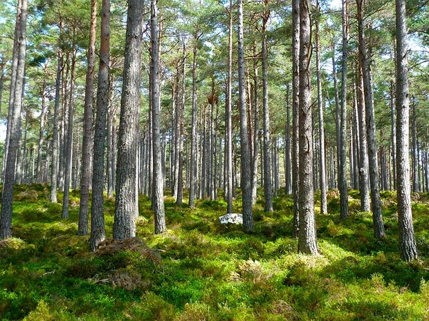 Der schwedische Forscher Roger Ulrich stellte schon 1984 fest, dass sich allein der Anblick von Bäumen positiv auswirkt. (Bild pixabay)
