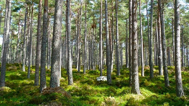 Der schwedische Forscher Roger Ulrich stellte schon 1984 fest, dass sich allein der Anblick von Bäumen positiv auswirkt. (Bild pixabay)