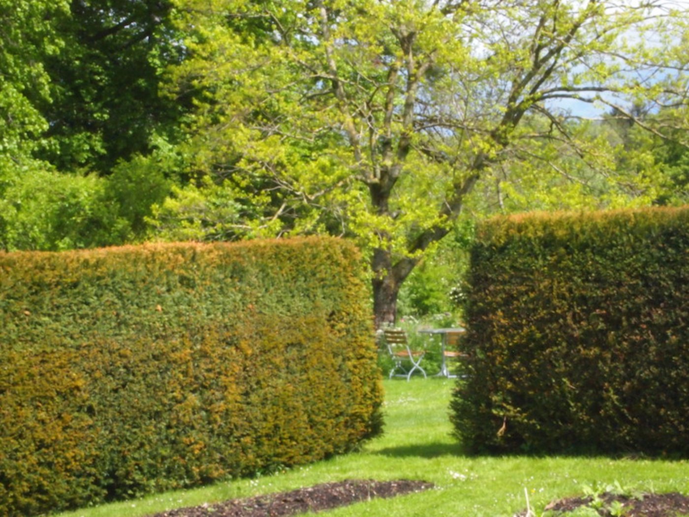 Familie Schweizer möchte meist ein hohes Mass an Privatsphäre: Geschlossene Heckenkörper wirken kompakt und undurchlässig. (Bild Ruth Bossardt)