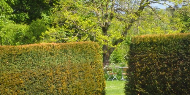 Familie Schweizer möchte meist ein hohes Mass an Privatsphäre: Geschlossene Heckenkörper wirken kompakt und undurchlässig. (Bild Ruth Bossardt)