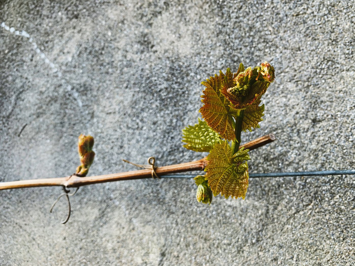 Nur an sehr geschützten Lagen ist der Austrieb der Reben schon weit fortgeschritten. 