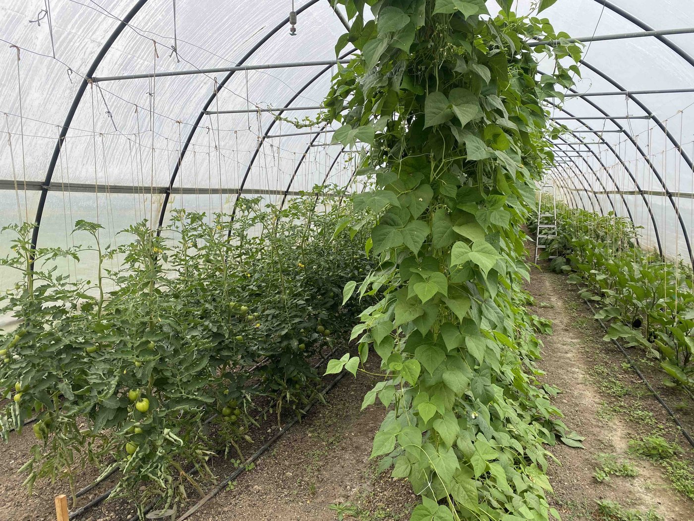 Die Stangenbohnen sind auf dem Weg nach oben und müssen teilweise mit der Leiter geerntet werden. 