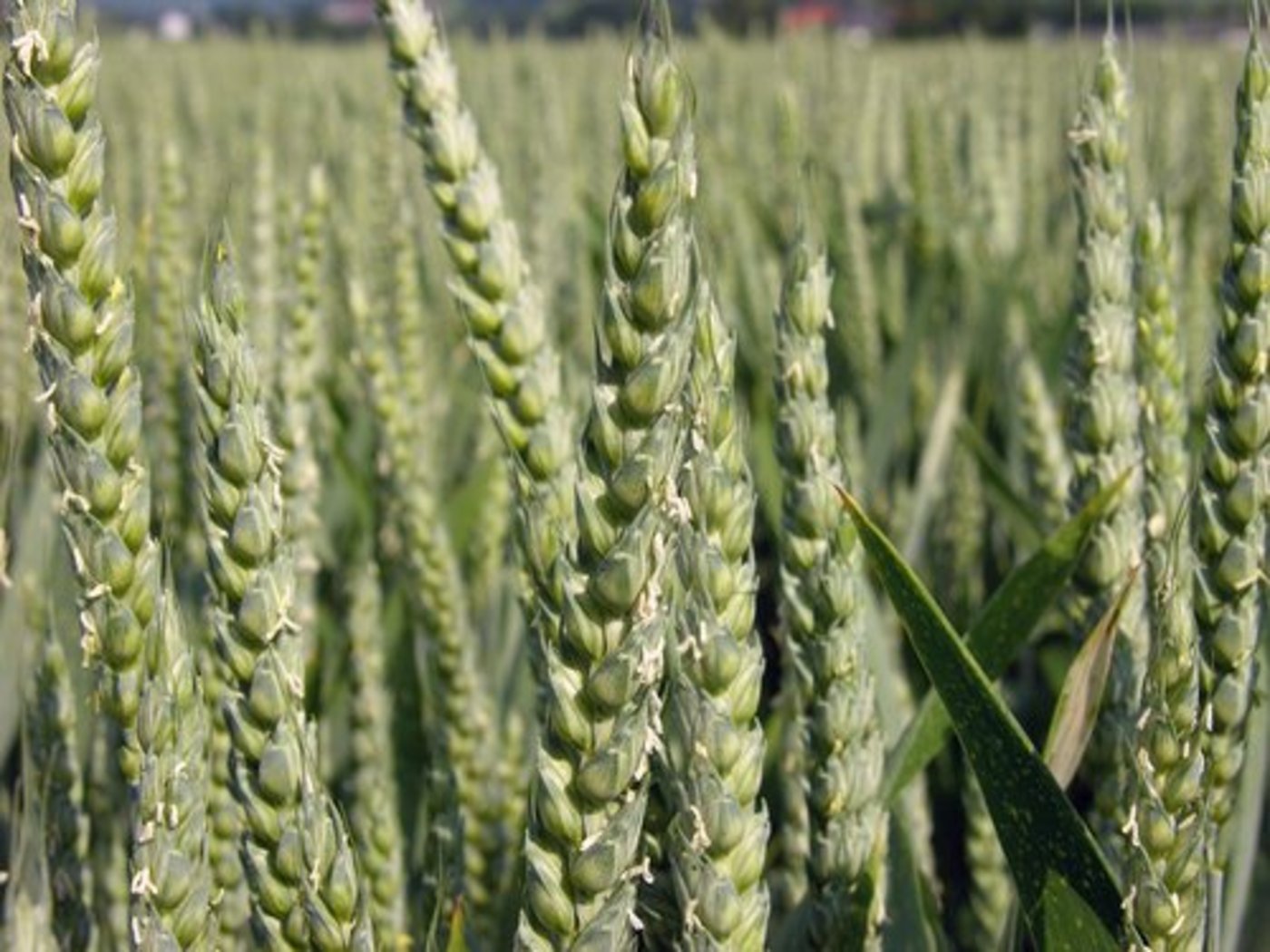 In der Studie stellten sich Pflanzengemeinschaften ertragsreicher als Monokulturen heraus. (Bild lid)