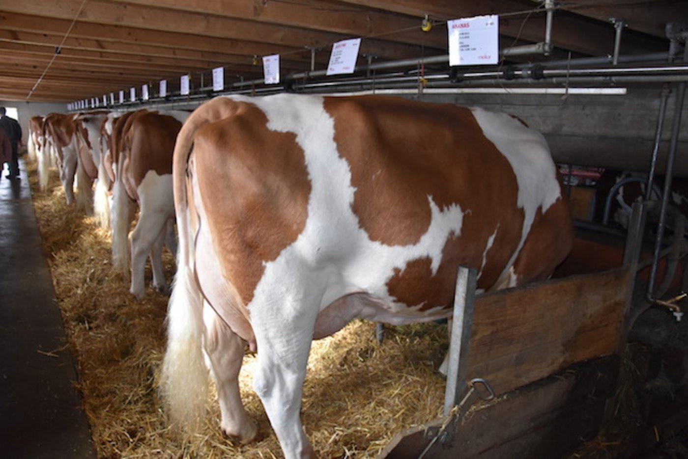 Massige Kühe mit wunderschönen Eutern.