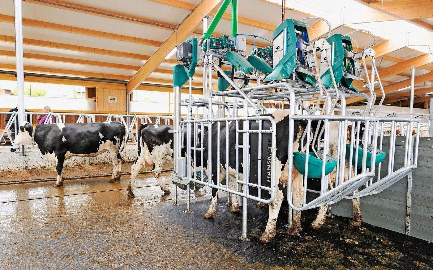 Die Cow-Toilet im Milchvieh-Musterstall von Franz Röösli, Hellbühl LU, trennt Kot und Harn. Das reduziert die Ammoniakbelastung. 