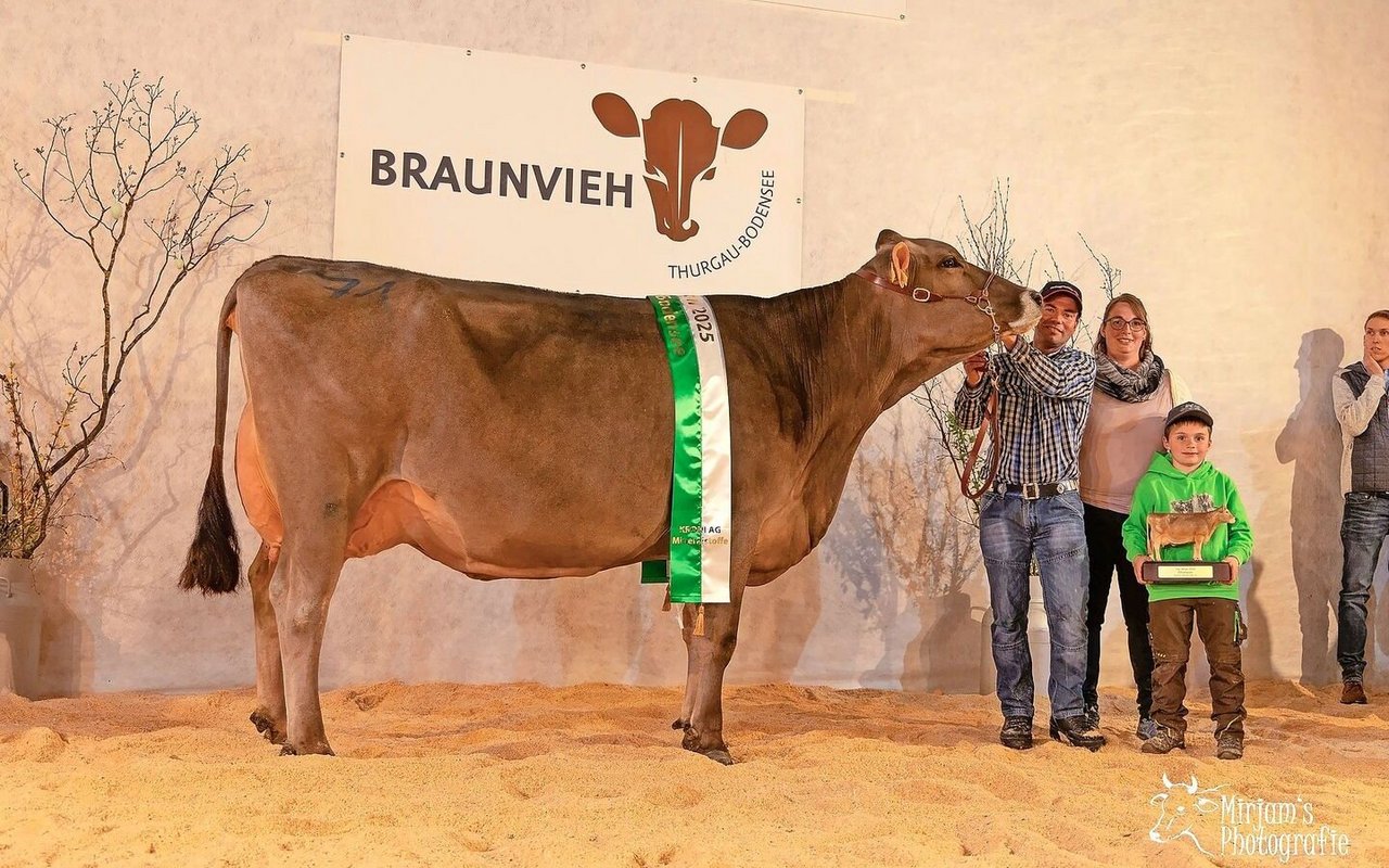 Die Siegerkuh, Dixi von Beat Lenzlinger aus Au TG. Dixi überzeugte unter anderem mit ihrem langen und breiten Becken, sowie ihrem hoch angesetzten, breiten Euter. 