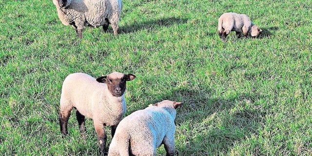 Während bei den Ziegen Tiere in jeder Alterskategorie an der Breinierenkrankheit erkranken können, sind es bei den Schafen mehrheitlich die Lämmer.
