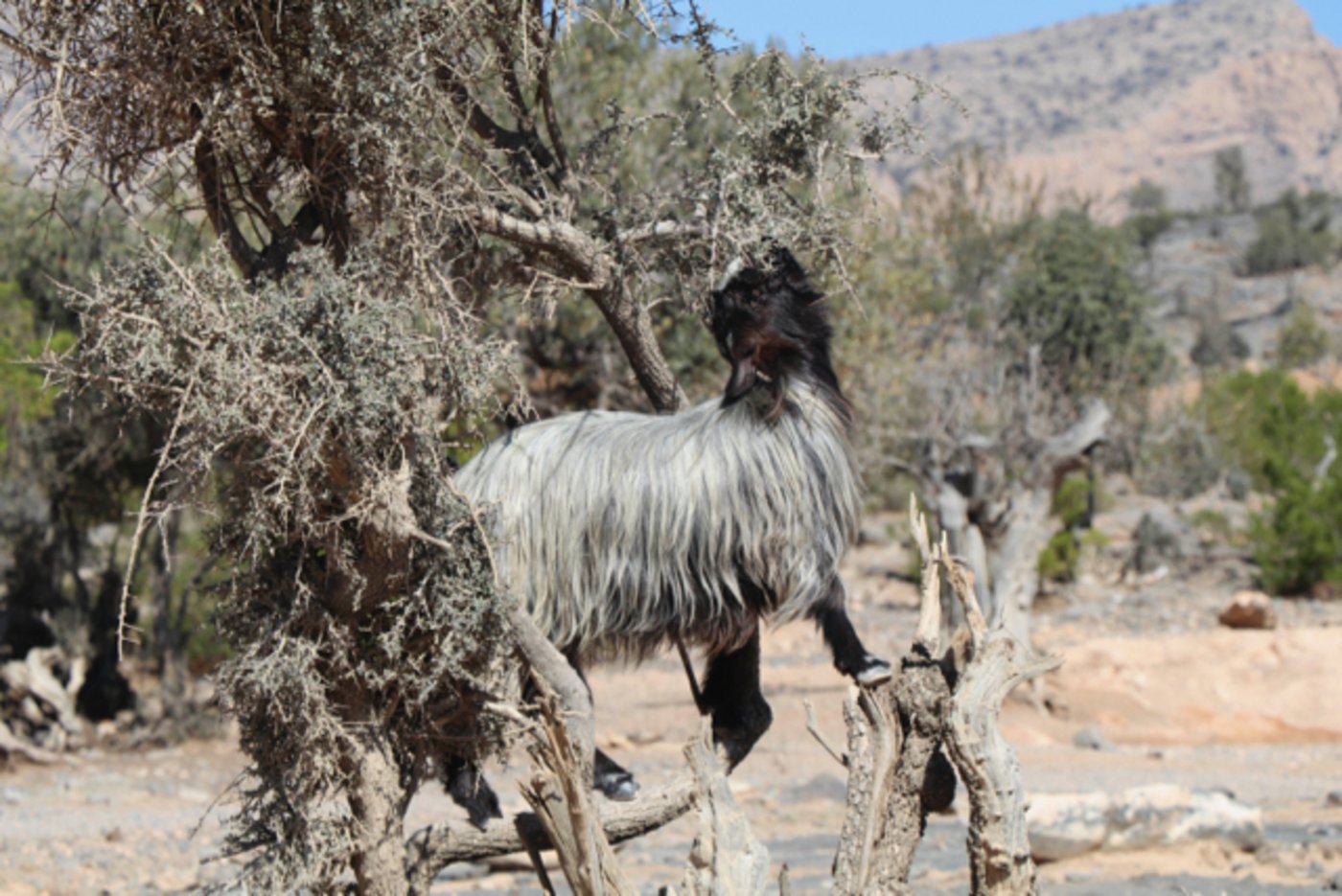 Die Ziegen müssen manchmal ziemlich erfinderisch sein, um an die saftigen Blätter zu kommen.
