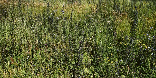 Die angelegten Flächen sind sehr artenreich und bieten etwa Lebensraum für Bodenbrüter wie die Feldlerche. Die Buntbrachen leisten aber auch einen wichtigen Beitrag zur Vielfalt an Insekten.(Bild Roland Müller)