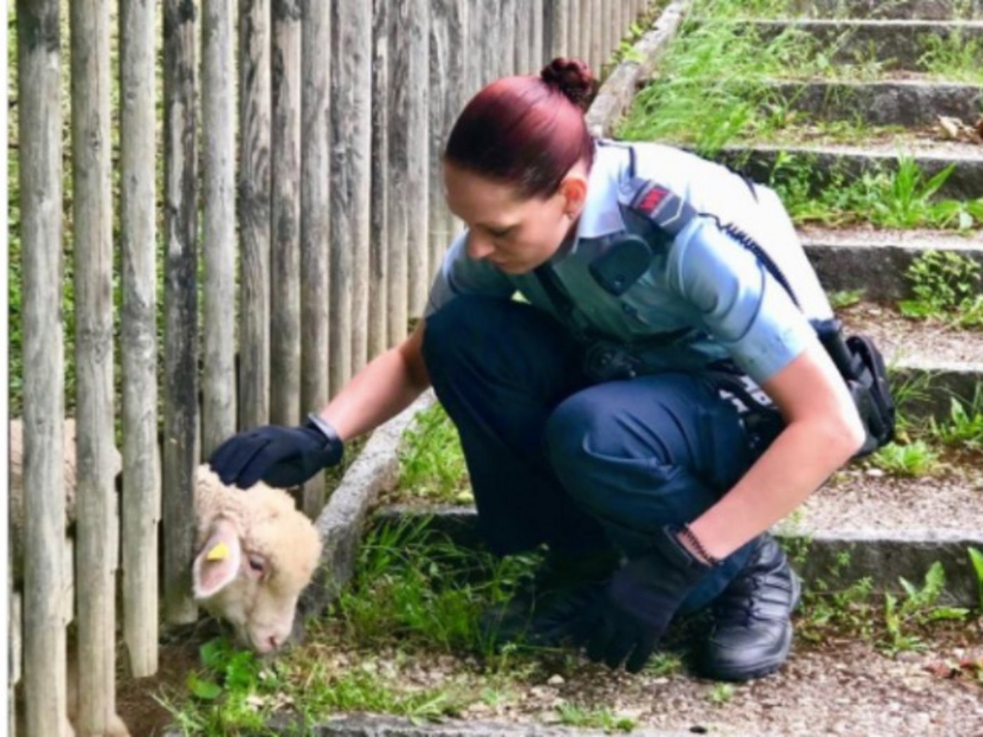 Das Schaf klemmte sich beim Fressen den Kopf ein. (Bild polizei-schweiz.ch)