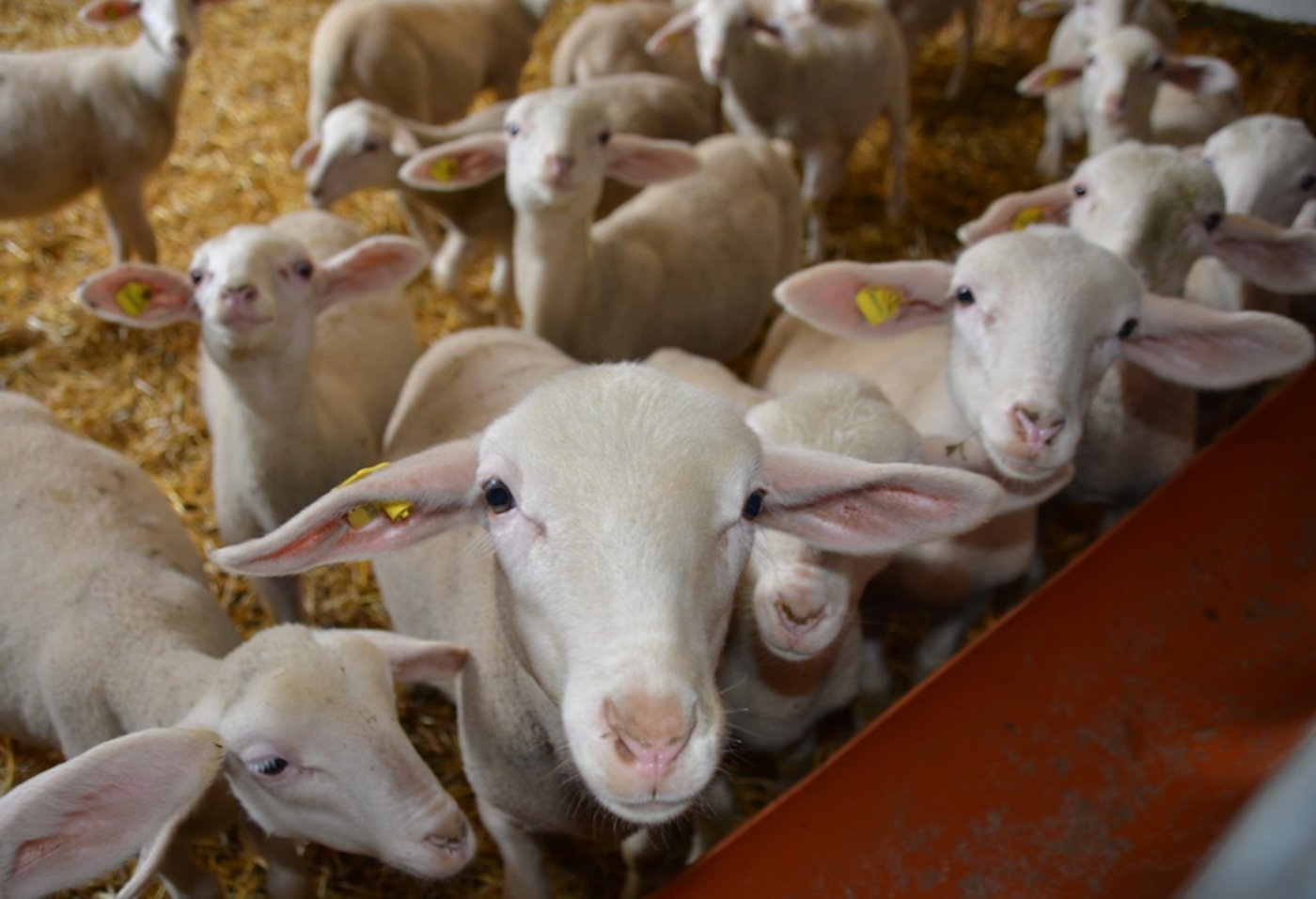 Im Stall von Pirmin Bieri. (Bild aem)