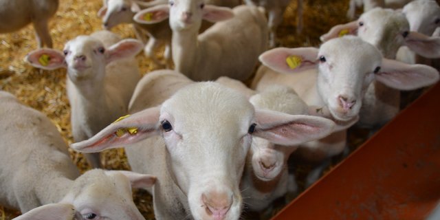 Im Stall von Pirmin Bieri. (Bild aem)