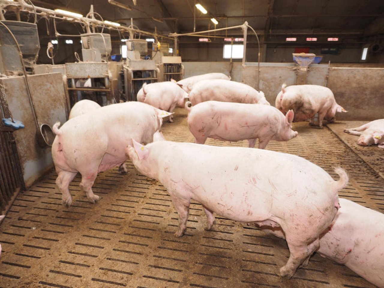 Innerhalb eines Jahres ging der deutsche Schweinebestand um zwei Prozent zurück. (Bild agrar-press)