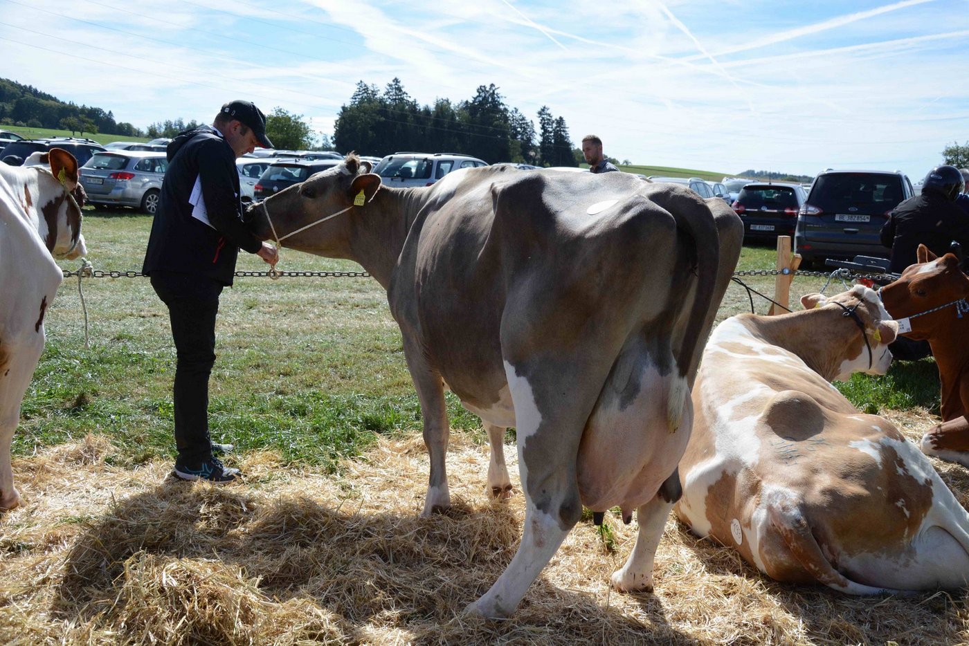 Markus Gerber macht sich am Strick der Lebensleistungskuh zu schaffen. (Bild sb)
