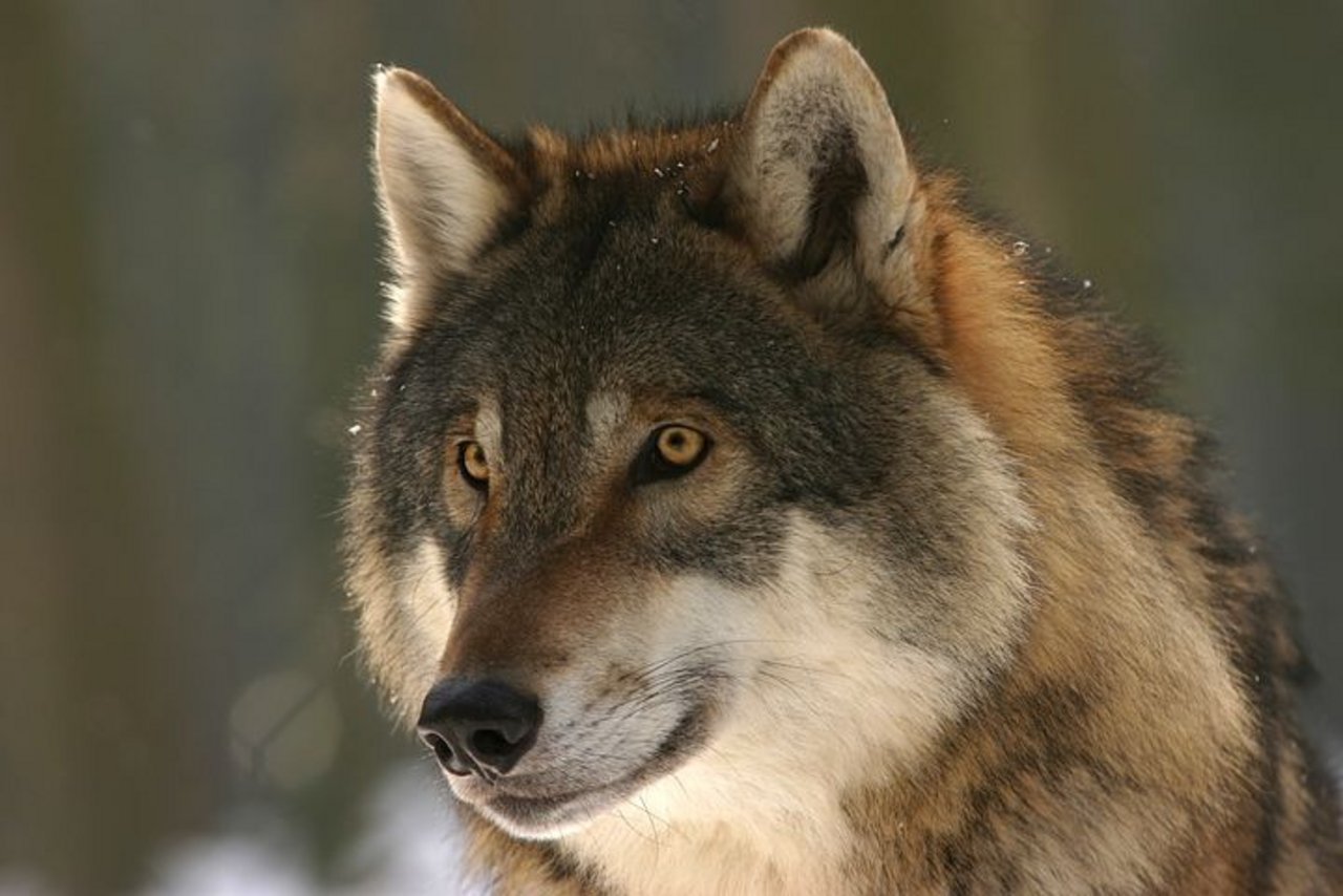 Der Wolf sorgt vieleorts für Emotionen: Auch im Ständerat. (Symbolbild Pixabay)