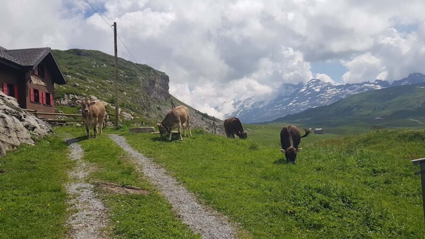 Wegen des etwas späteren Alpbeginn in diesem Frühsommer waren die Tiere noch nicht direkt bei der Alpwirtschaft zu sehen. Dank dem «Fruttli-Zug» war es aber kein Problem. Dieser führte die Gäste nach dem Mittagessen etwas weiter zur Tannalp, wo die weidenden Alpkühe bestaunt werden durften. (Bilder zVg)