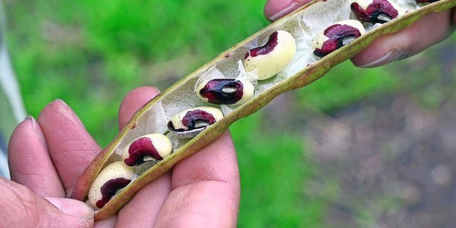 Augenbohnen sind hitze- und trockenheitsresistent und darum eine vielversprechende Proteinquelle für die Zukunft