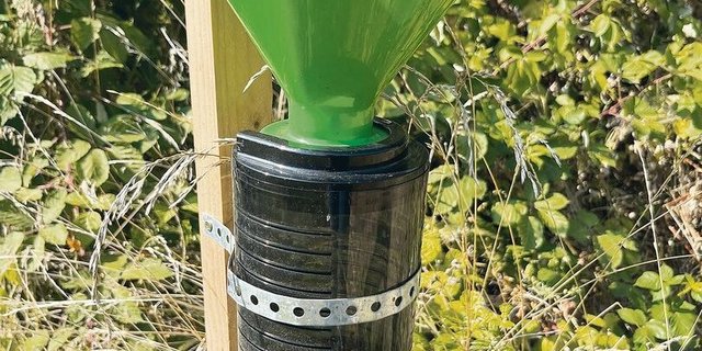 Überall sind Fallen platziert, um Käfer zu fangen.