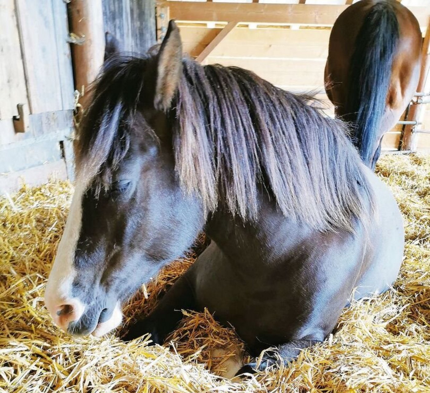 Willkommenes Nebenprodukt: Die Nutztierhalter brauchen nicht nur Getreide für die Krippe, sondern auch jede Menge Stroh.