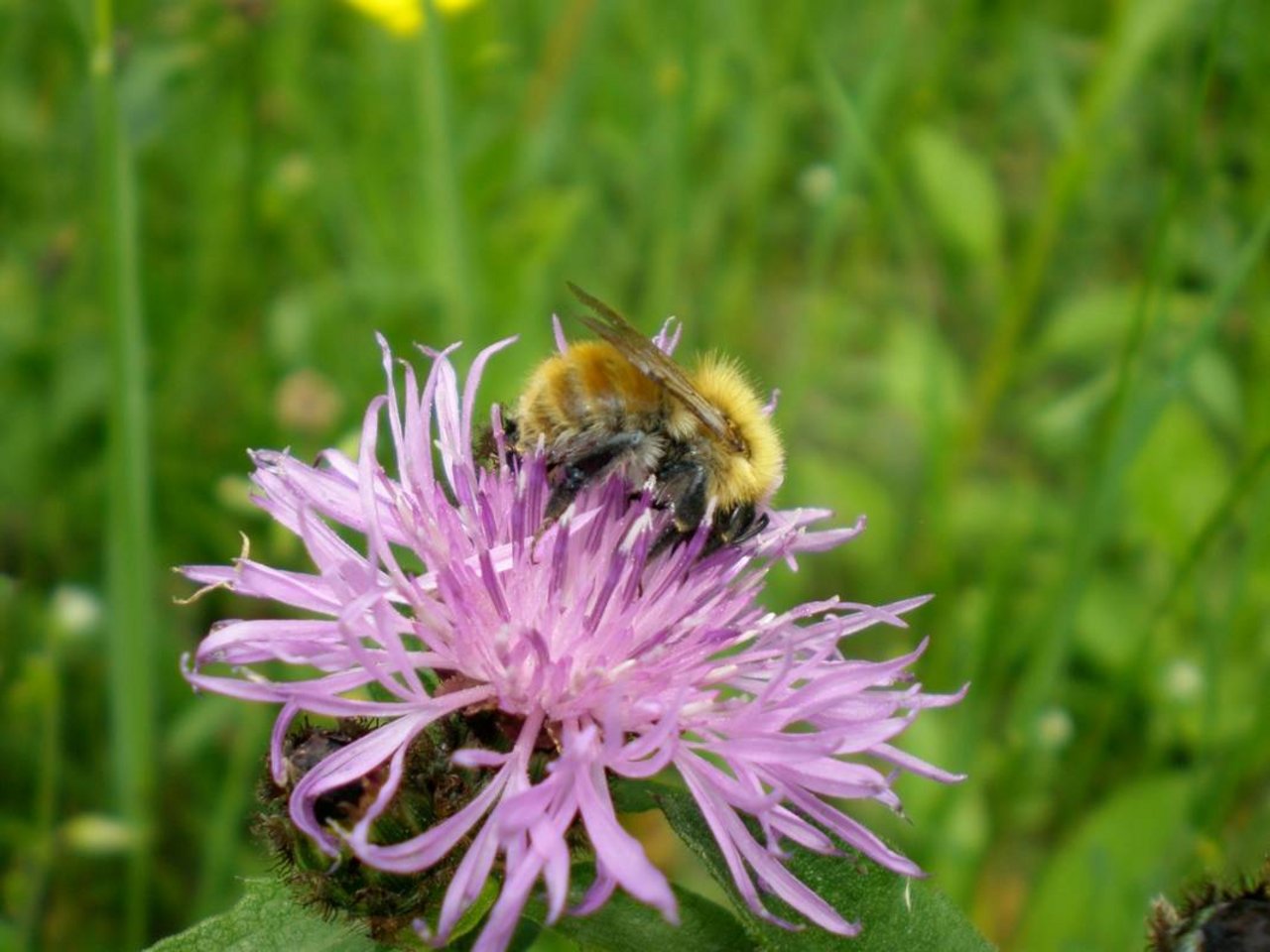 Je nach Blütenarchitektur werden verschiedene Insektenarten angezogen. Grosse Blüten bieten genug Landeplatz für grössere Brummer. (Bild Bienen Schweiz)