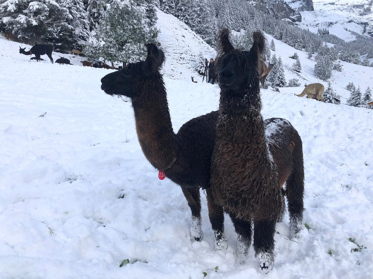 Auf der Griesalp liegt bereits Schnee.