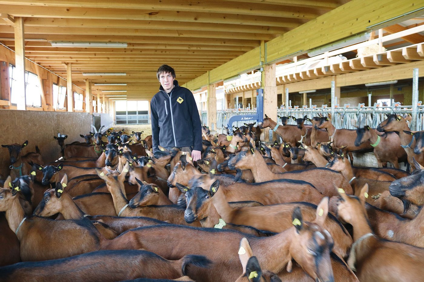 Milchziegenhalter Nicolas Crottaz rechnet aufgrund der Kraftfutterreduktion mit rückläufigen Milchleistungen. (Bild Peter Bringold)