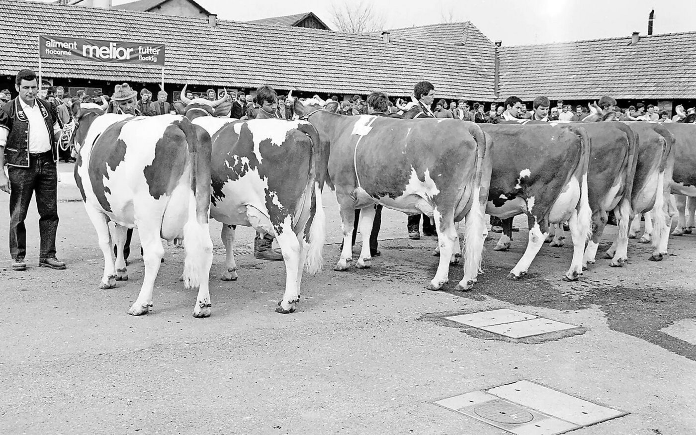 Hier eine Kategorie Red Holstein im Jahr 1985: Im ersten Rang Tessar Fabiola von der Familie Dupasquier aus Vuadens; im zweiten Rang die Chester-Tochter Charmante von Raphaël Dunand aus Vaulruz.