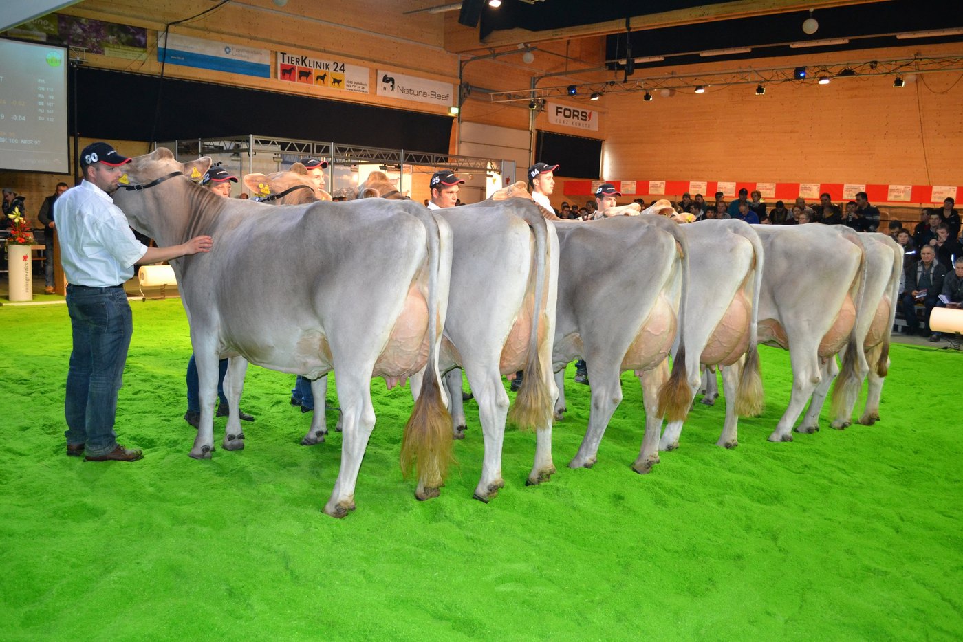 Für viele war die Gruppe von Tenndith die Beste. Ein Stier, der sicher Ausstellungskühe hinterlassen kann. (Bilder Peter Fankhauser)