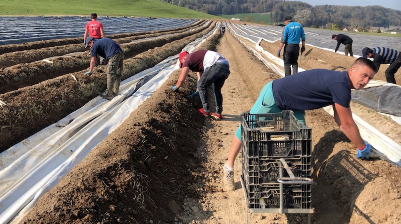 Sebastian aus Rumänien arbeitet das zweite Jahr in der Schweiz als Spargelstecher.