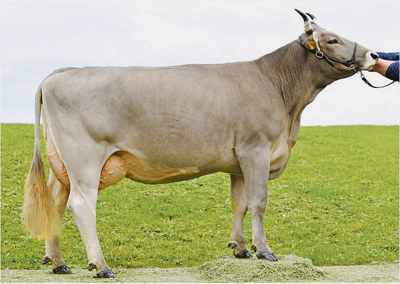 Urmi, eine Tochter vom Stier Lordan aus dem Stall von Emil Bürgler, Nesslau SG. (Bilder KeLeKi)