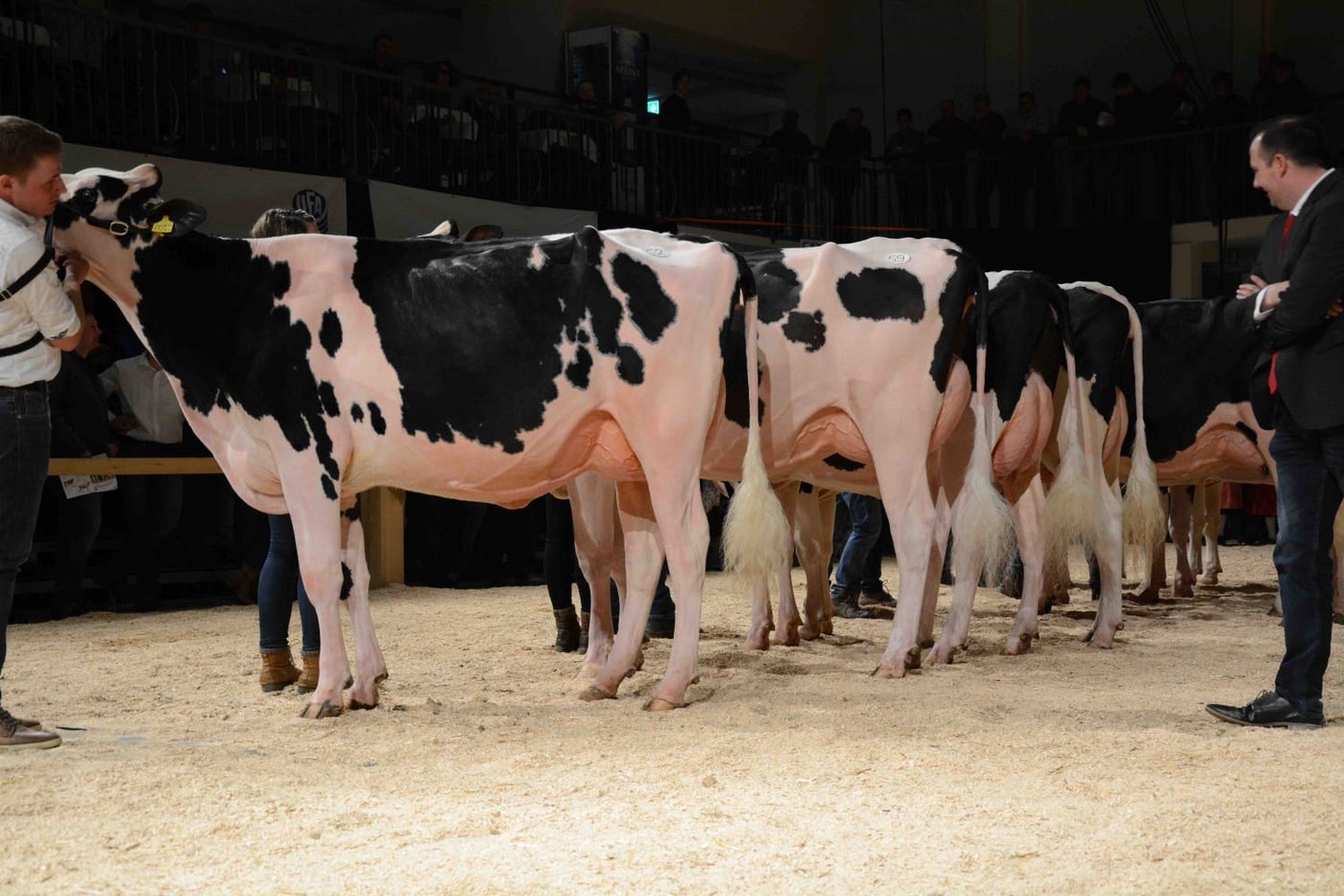 In der Abteilung 7 laufen schwarze Kühe mit starken Eutern. 