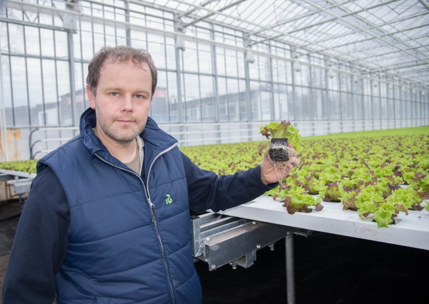 Gemüsegärtner Markus Meier produziert seit ein paar Wochen im Furttal Salate in Rinnen. (Bilder David Eppenberger)