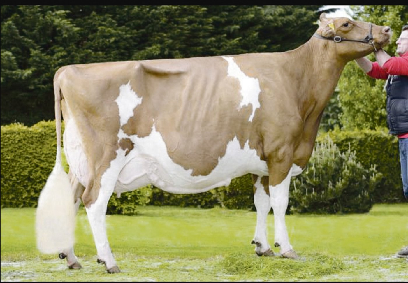 Jordan Irene von den Gebürdern Schrago aus Middes FR holte 2013 und 2016 den Europameistertitel. (Bild KeLeki)