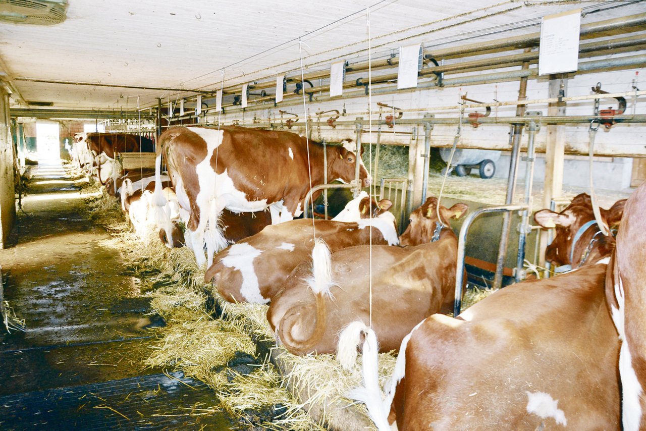 Ein Blick in den Stall: Kühe mit viel Format, guten Eutern und sehr guten Fitnesswerten – dies sind die Zuchtziele, die auf dem Betrieb der Familie Stotzer im Berner Mittelland angestrebt werden.
