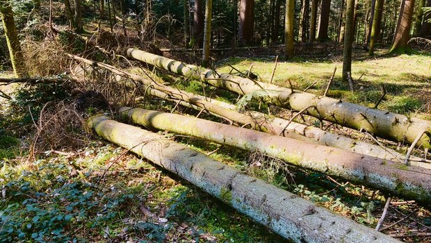 Daran wird man sich gewöhnen müssen: Längst nicht mehr alles Holz wird aus den Wäldern geräumt. Der Absatz ist derzeit weitgehend zum Erliegen gekommen. Keine guten Voraussetzungen für die befürchtete Borkenkäferentwicklung in nächster Zeit. (Bild Josef Scherer)