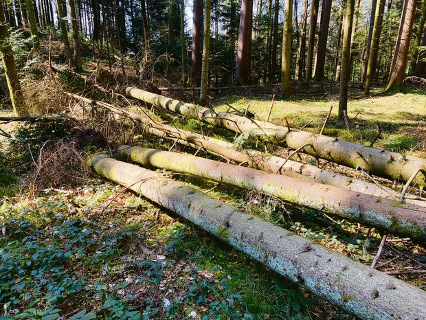 Daran wird man sich gewöhnen müssen: Längst nicht mehr alles Holz wird aus den Wäldern geräumt. Der Absatz ist derzeit weitgehend zum Erliegen gekommen. Keine guten Voraussetzungen für die befürchtete Borkenkäferentwicklung in nächster Zeit. (Bild Josef Scherer)