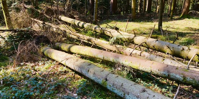 Daran wird man sich gewöhnen müssen: Längst nicht mehr alles Holz wird aus den Wäldern geräumt. Der Absatz ist derzeit weitgehend zum Erliegen gekommen. Keine guten Voraussetzungen für die befürchtete Borkenkäferentwicklung in nächster Zeit. (Bild Josef Scherer)