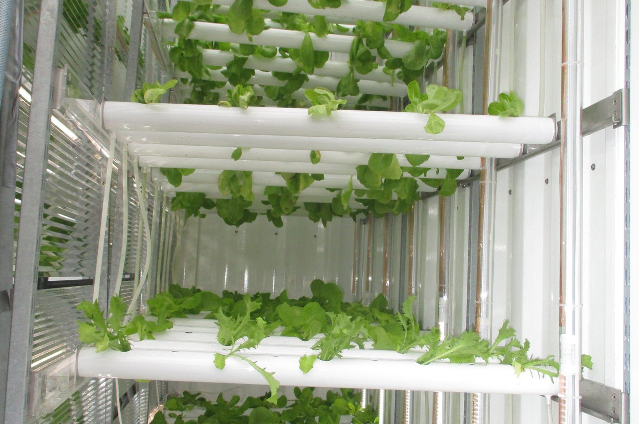 Blick in den fahrbaren Container von Greenmodul: Der Salat wächst in Rinnen. (Bild zVg)