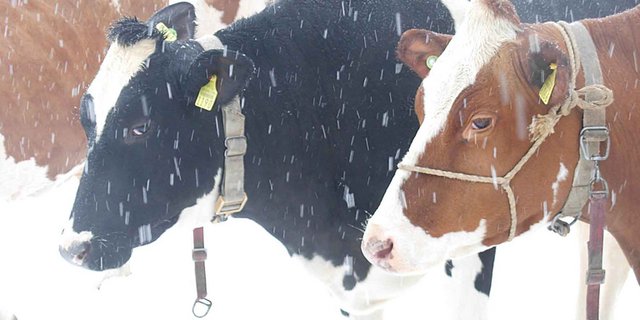 Diesen Winter fiel überdurchschnittlich viel Schnee. (Bild Verena Wahlen-Schaad/landwirtschaft.ch)